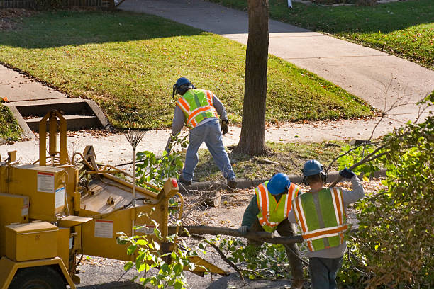 How Our Tree Care Process Works  in  New Franklin, MO